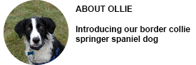 About Ollie